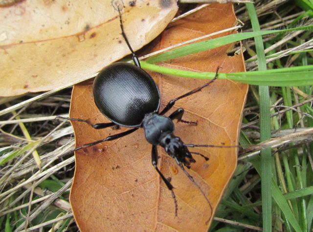 Ground Beetle